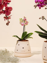 Matera Cumbre con Orquidea Baby